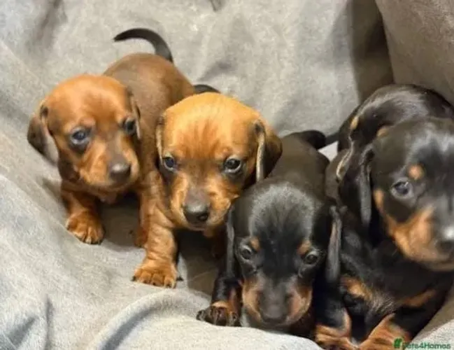 Basset Mini Dachshund Puros Tradicionais. 
