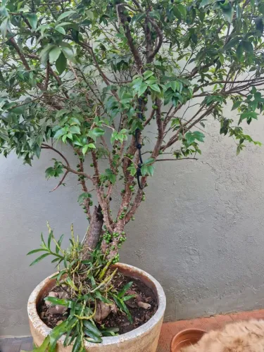 Jabuticabeira 23 anos