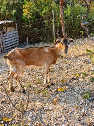 Cabra Pardo Alpino