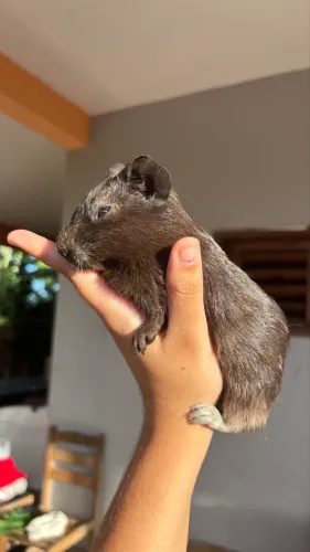 Porquinho da índia 