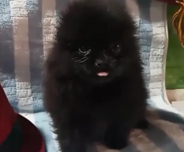 Lulu da Pomerânia filhote macho lindíssimo - puro encanto e fofura