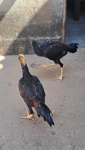 VENDO DOIS FRANCO ÍNDIOS 