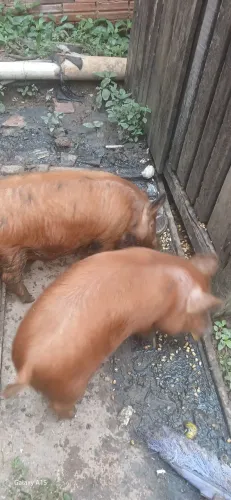 Animais 