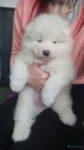 Cachorro filhote Samoieda com excelente estrutura e saúde dócil