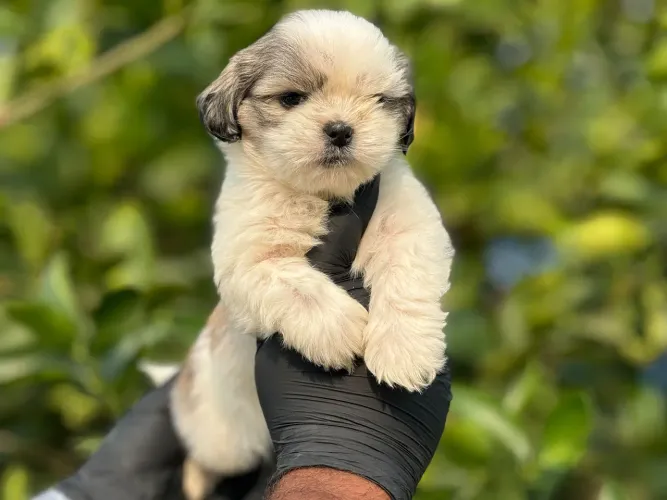 Shih Tzu | Raça carinhosa