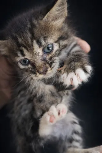 Gatinho tigrado para adoção?