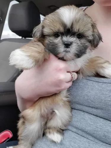 Shih tzu Um companheiro que alegra cada momento