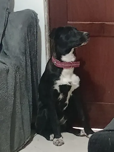 Cadela border collie 3 meses- 500,00