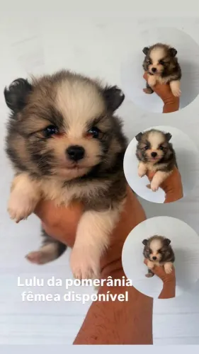 Filhote de Lulu da pomerânia fêmea Anã