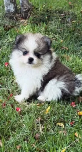 Cachorro