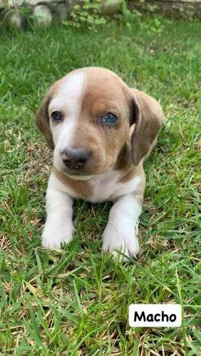 Dachshund Lindos Filhotes 