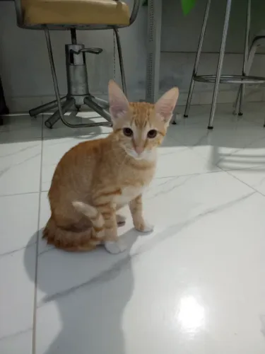 olá,estou doando esses lindos gatinhos,1 macho 1 fêmea...dependendo do lugar posso entrega