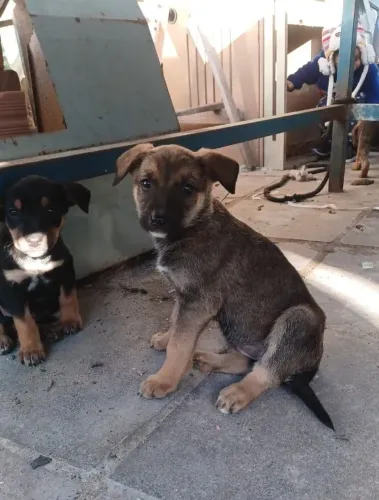 Doação de filho de cachorro ro 