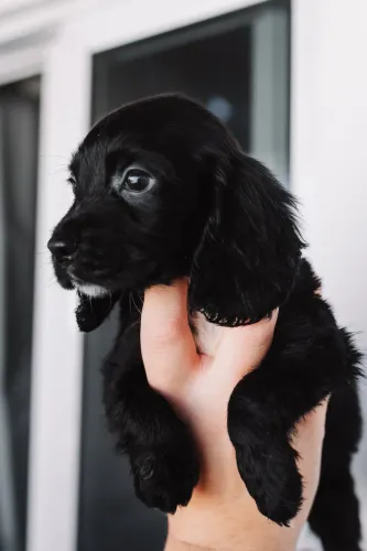 Filhote Cocker Spaniel Ingles