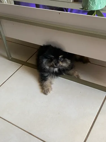Spitz alemão