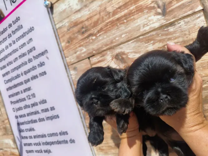 Cachorro raça shih Tzu fêmea