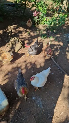 Galinha 