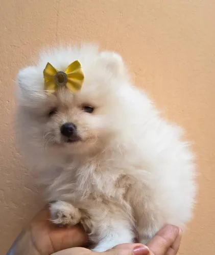 Lulu