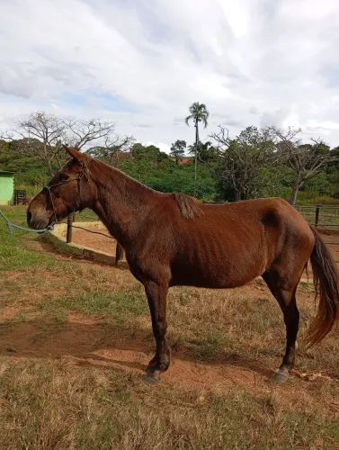 Égua a venda 
