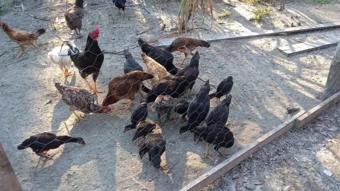 galinhas caipira viva