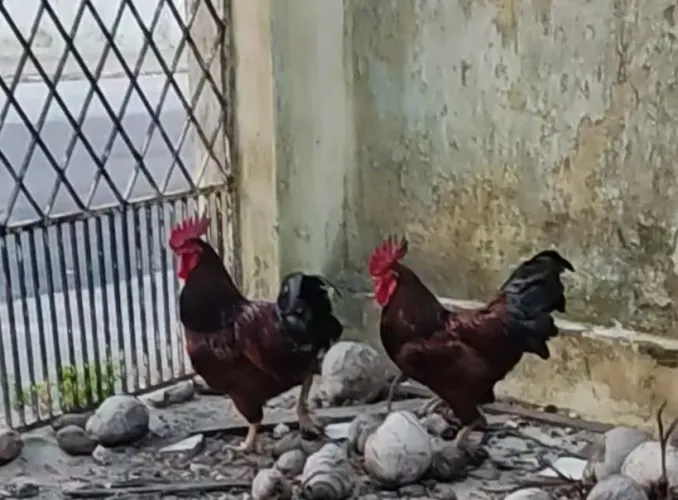 Galo Rhode Island Red