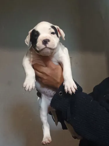 Filhote American Bully 