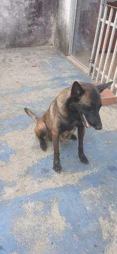 Pastor belga de malinoar fêmea top adstra cão de guarda.