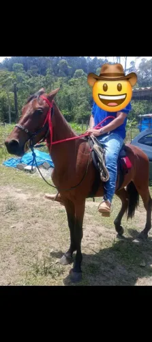 Cavalo Quarto de Milha 