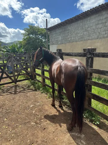Cavalo mangalarga marchador