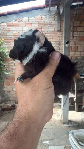 Vendo porquinho da india 