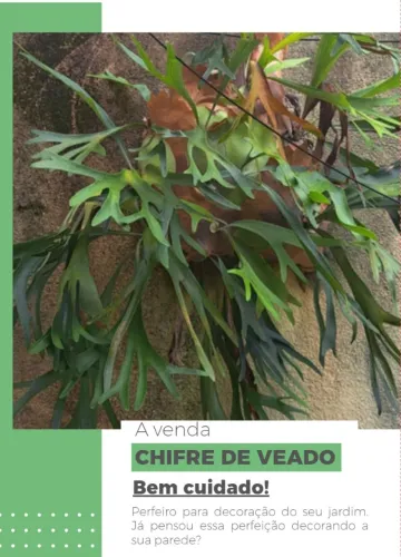 PLANTA CHIFRE DE VEADO 