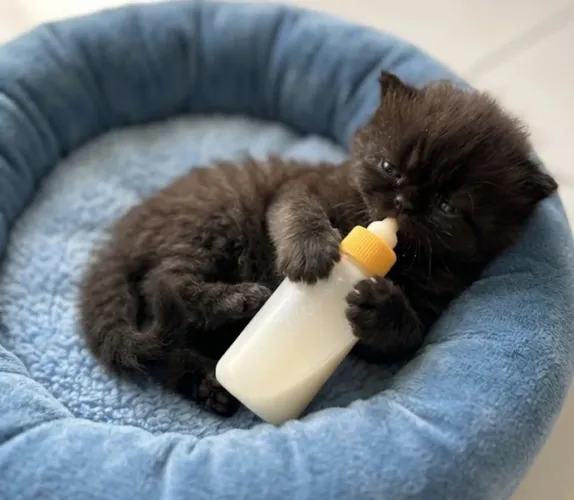 Gato Persa