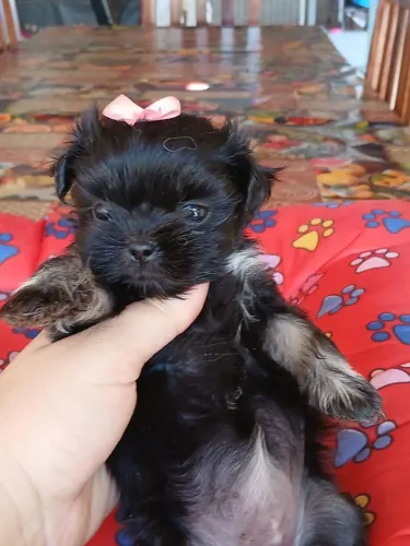 Shitzu fêmea minizinha preta