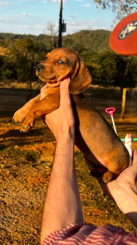 Cachorro(a) Dachshund