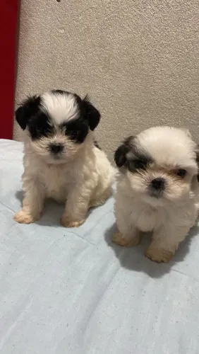 Cachorro shih Tzu macho 45 dias