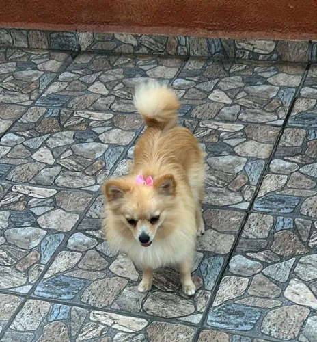 SPTYS fêmea.(Adolescente disponível)