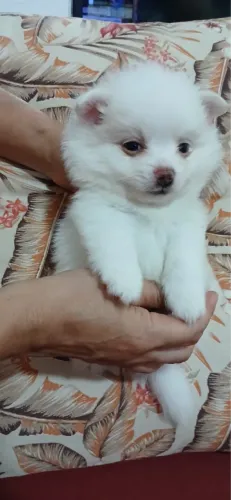 Lulu da pomeranea com 52 dias fêmea vacinada