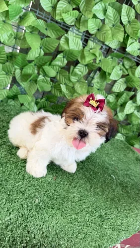 Shihtzu Fêmea 