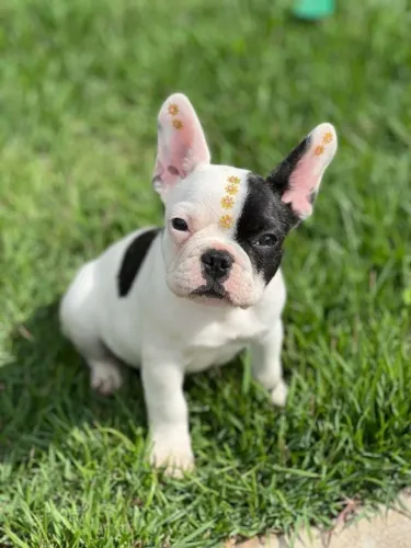 Bulldog frances fortes e muito doceis