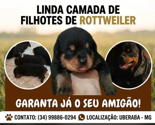 Rottweiler