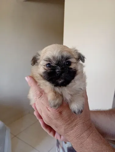 Lindo Machinho de Spitz alemão Anão a pronta entrega..
