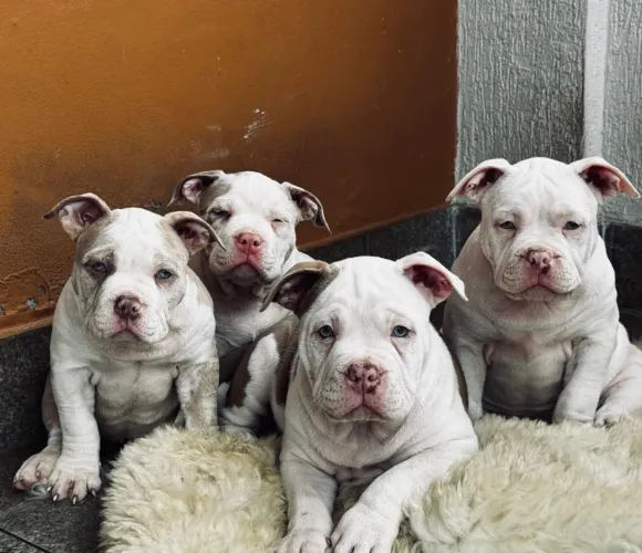 Filhotes de American Bully - Pais c/ Pedigree