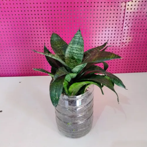 Plantinhas