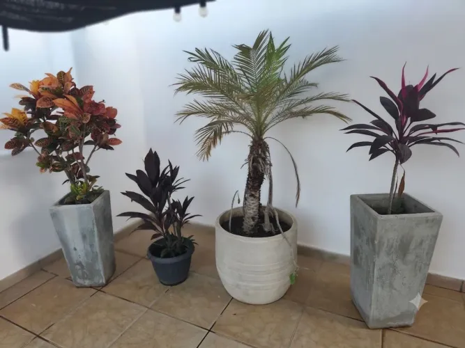 Conjunto de vaso com plantas 