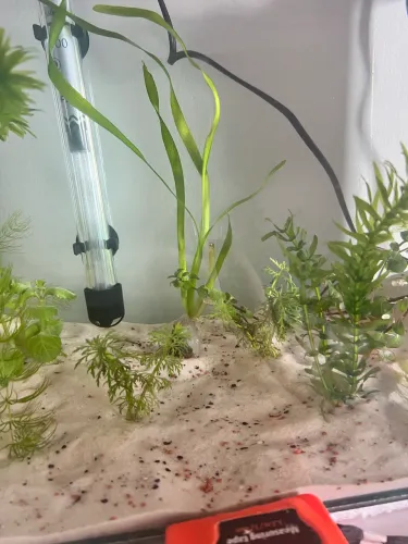 Aquario plantado de 40l com termostato,filtro e plantas e substrato