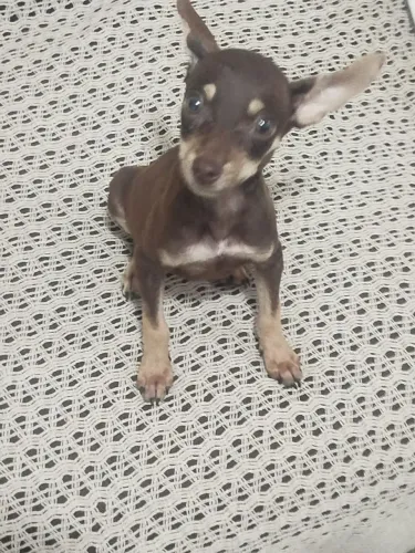 Pinscher fêmea chocolate( 4 meses) 900gr minúscula 