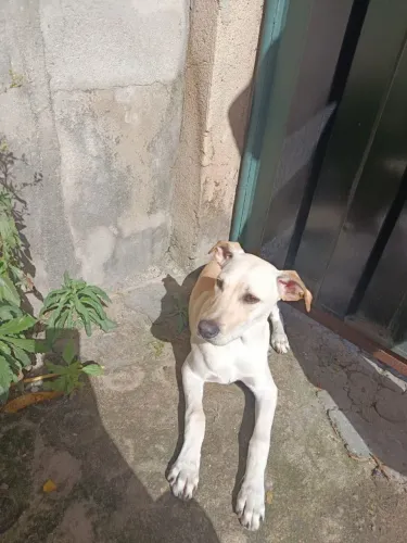 Lindo filhote de cão para doação 