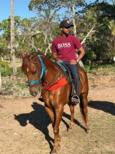 Vendo ou troco   cavalo quarto de milha