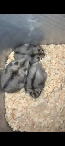 Hamster anão russo