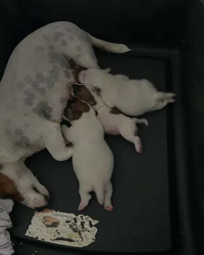 Cachorro do máscara